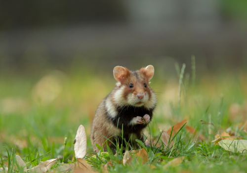 AdobeStock_241699399_Feldhamster