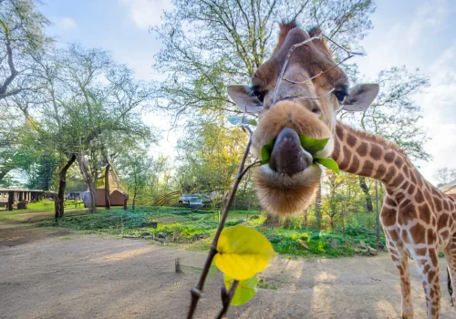 Giraffe Dortmund