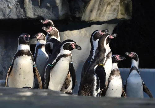 Humboldt-Pinguin