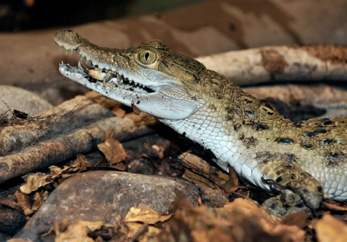 Philippinenkrokodil juv 1