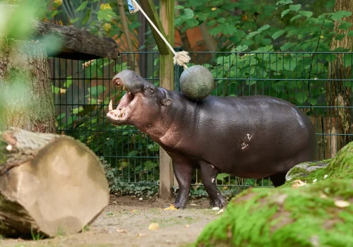 Zwergflusspferd
